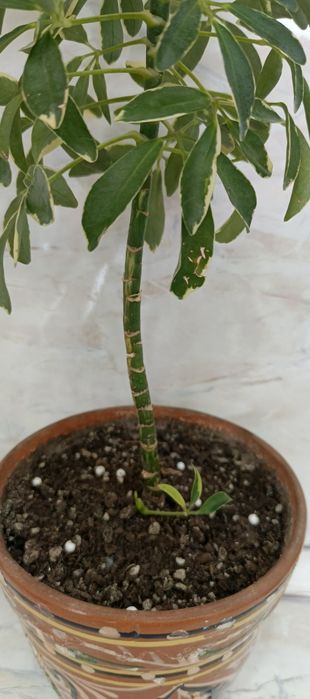 Продам комнатную Шеффлеру.