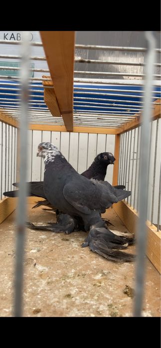 Голуби сочи, жучка и жёлтый