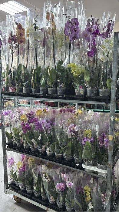 Орхидеи, орхидея, на подарок!