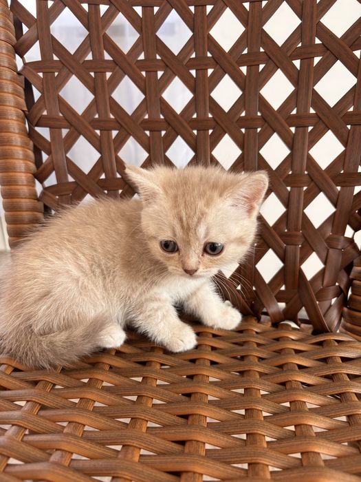 Продам шотландских котят