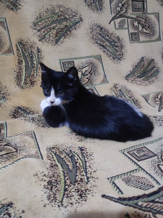 Котёнок 3 месяца , девочка