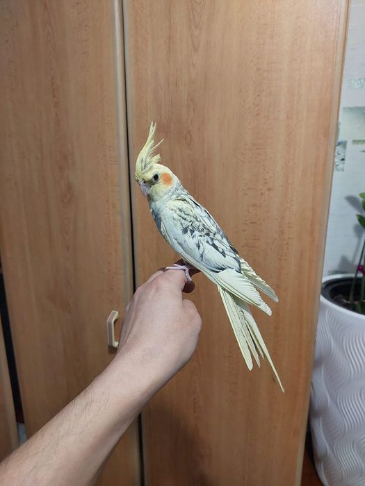 ручной корелла ..