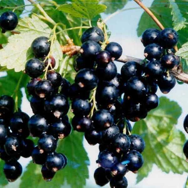 Butas (Răsad) de Strugurasi/ Coacăz roșu - Jonkheer van Tets Coacăze negru - Ben Nevis si Coacăze alb - White Pearl, pt plantat