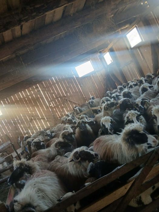 Vând oi com Rebrișoara sat Gersa I