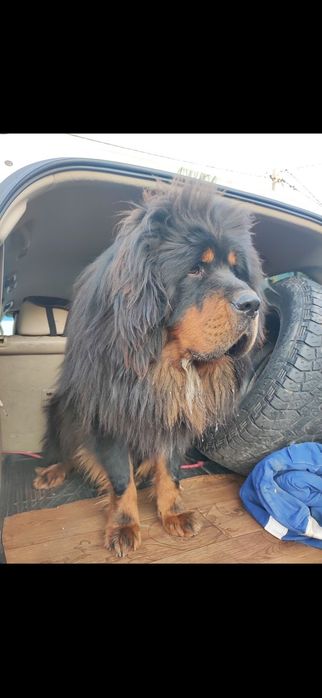 Вязка Тибетский Мастиф