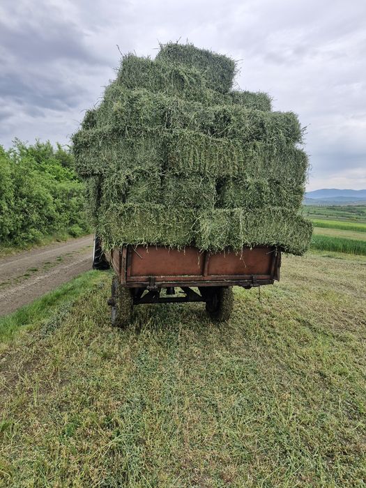 Lucernă de vânzare