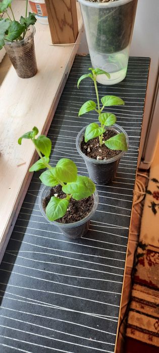 Колеусы красавицы