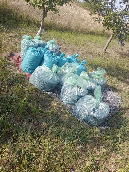 Prune pentru țuică