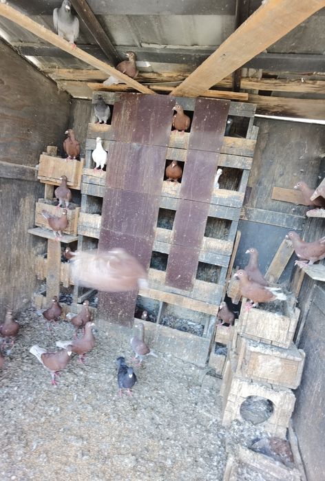 Porumbei roși de București și Simi