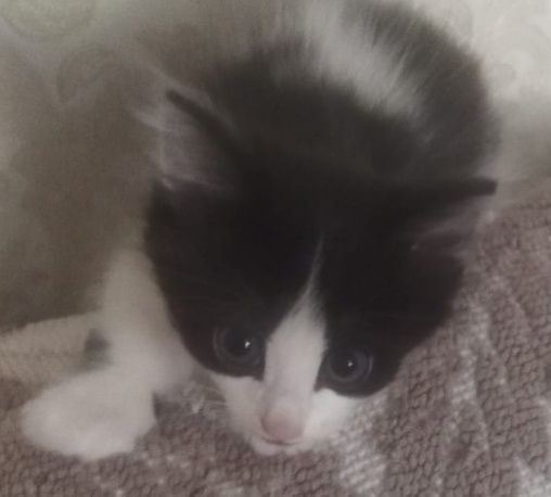 Котенок Малыш в добрые ручки