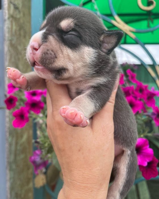 Американский булли