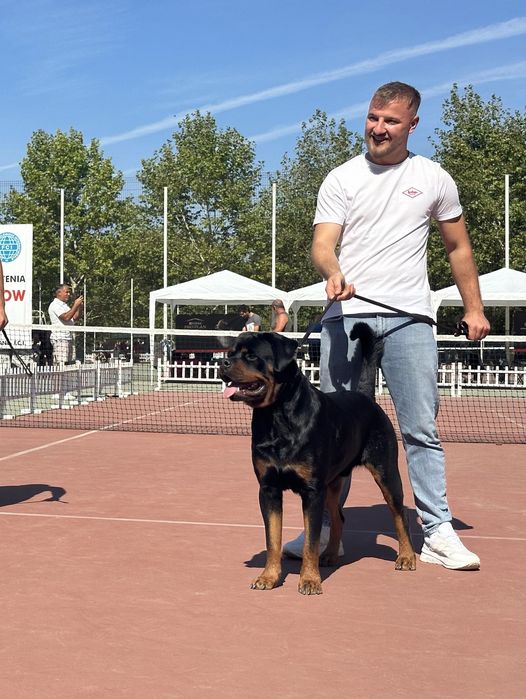 Mascul Rottweiler