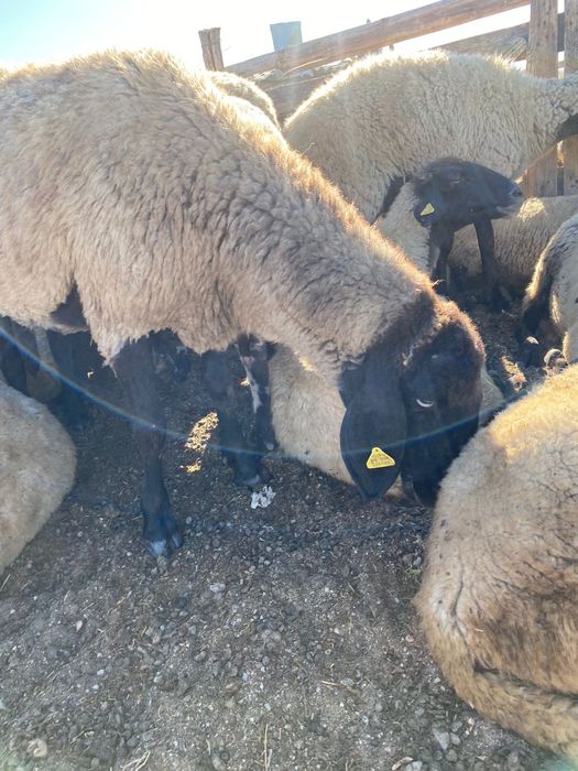 Vând oi Cărăbașe de tăiat