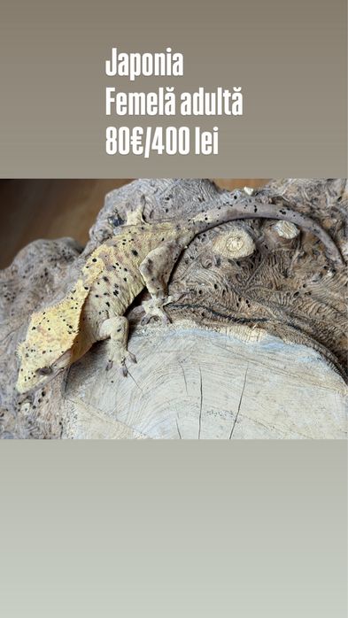Crested gecko/ soparla/gecko cu creasta/reptila