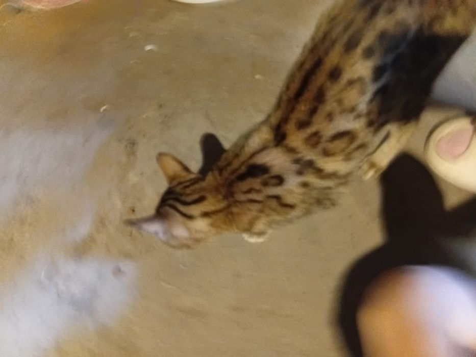 Кошка породы бенгальская