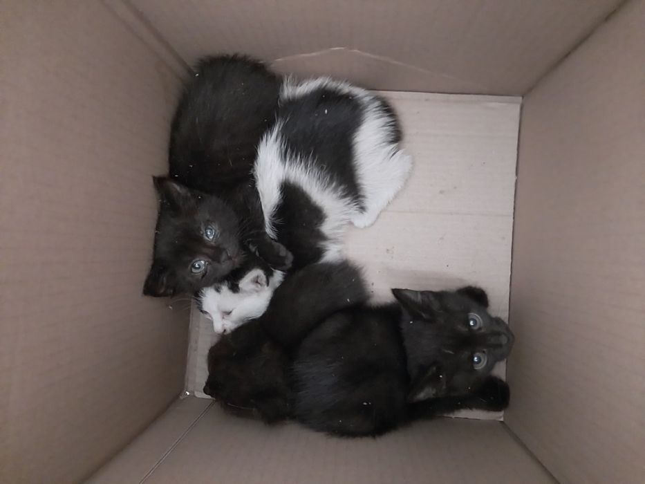 Отдам котят в хорошие руки