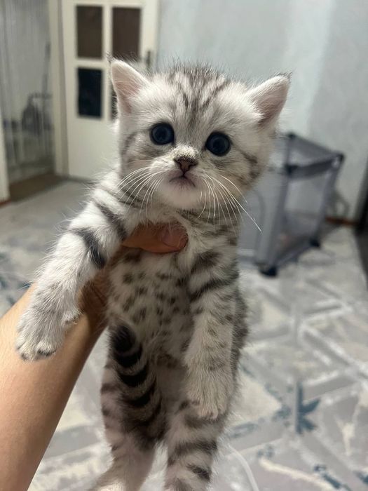 Продаются котята серебристые скоттиш шиншилла