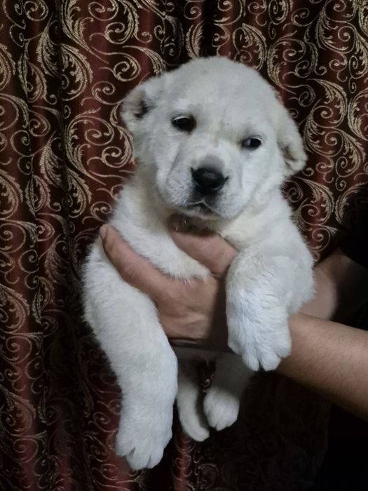 Щенок супер тяж боец