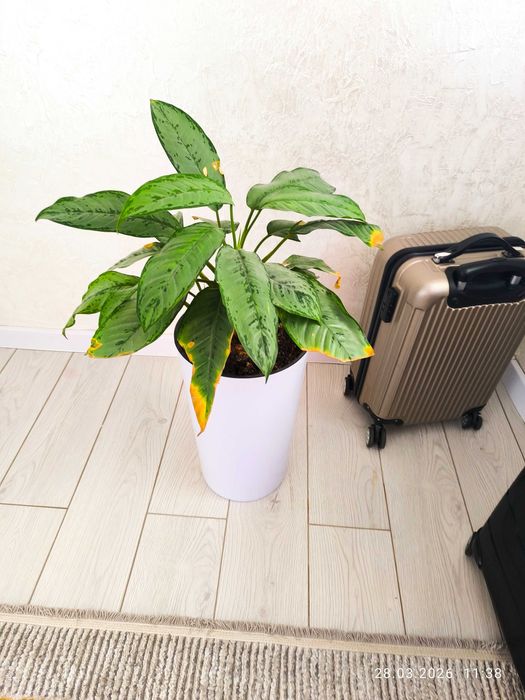 Цветы комнатные в г Тараз