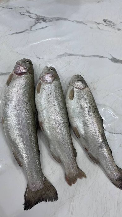 Рыба лосось свежая
