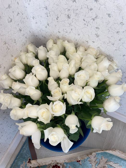 Шымкент 51 роза свежий
