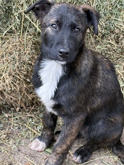 Ofer spre adoptie catei (talie medie/mare) + 2 pisicute (motanei)