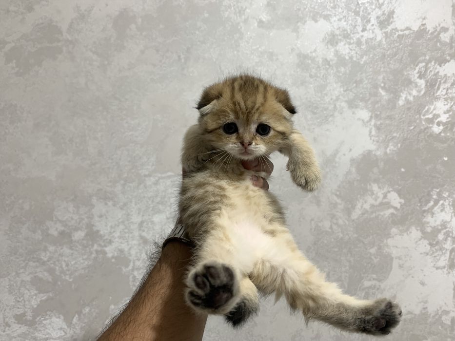 Scottish fold sotiladi