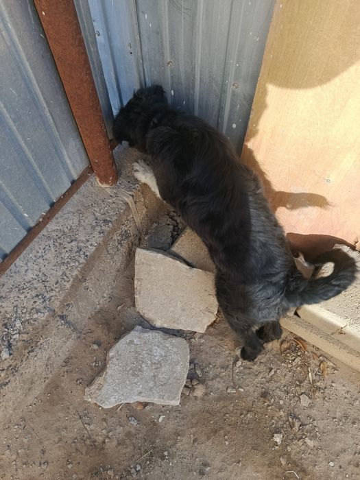 Продаётся щенок гибрид