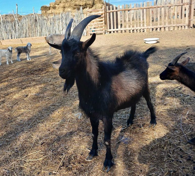 Теке, лақ сатылады.