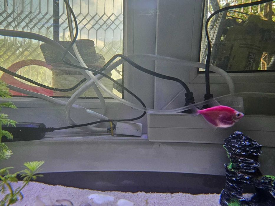 Подарявам 3 глоу тернеции (GloFish) — Русе