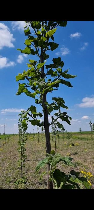 Paulownia Arbori Ornamentali
