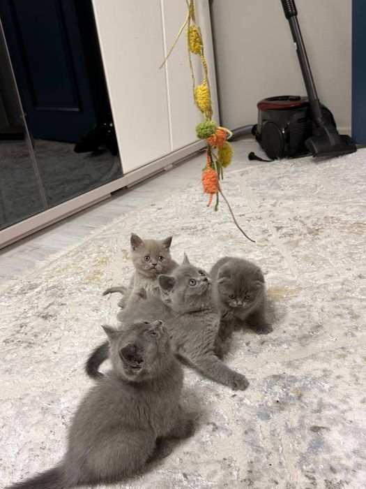 Котята Британцы Британ мушукчалари