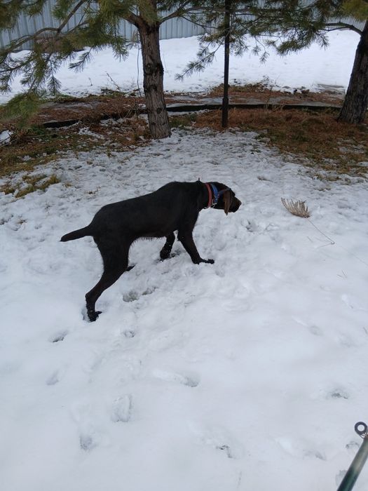 Продам кобеля дратхаара