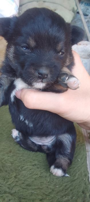 Щенята один мальчик одна девочка