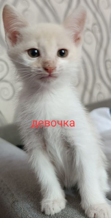 Отдам в добрые руки бесплатно