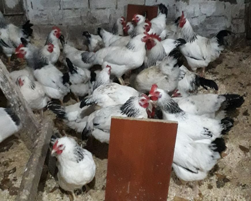 Продам инкубационное яйцо курей!