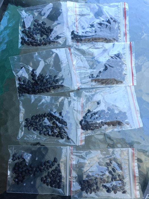 Noptițe, semințe 200 bucăți