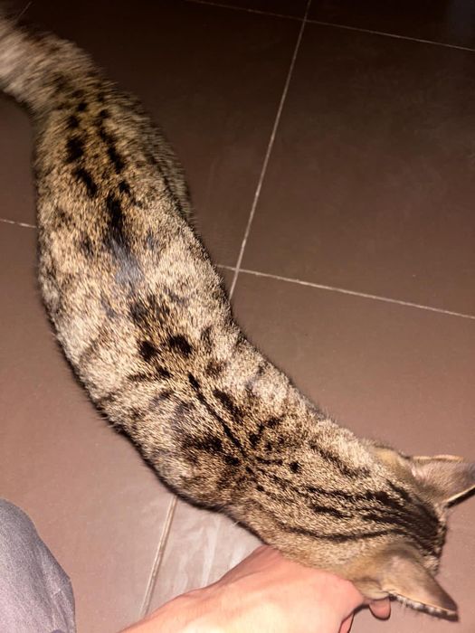 Нашли кота в районе Экспо