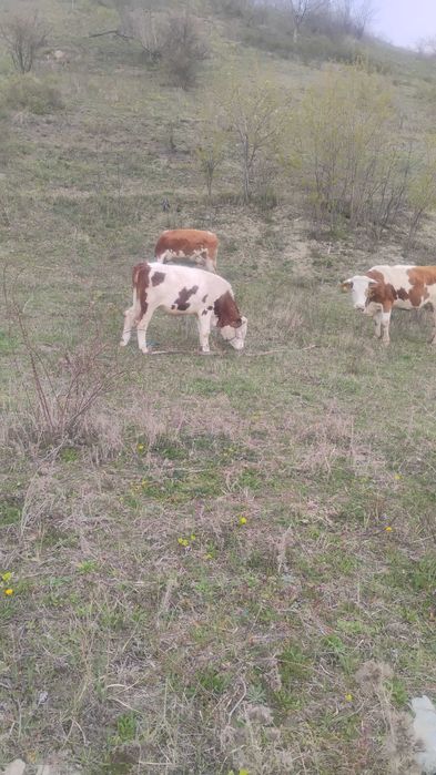 Vând junincă de top!