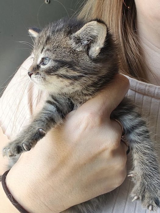 Отдам котенка в добрые руки мальчик