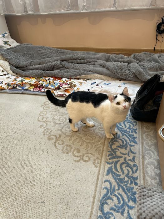 Отдам в добрые руки