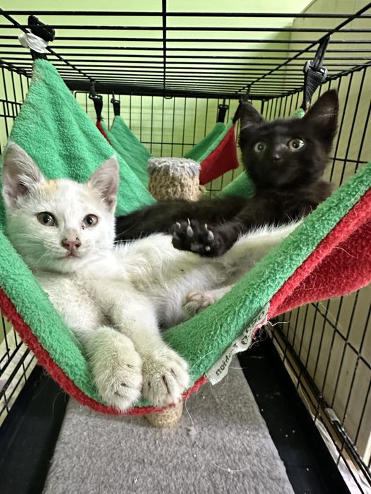 Котенок в добрые руки (черная девочка)