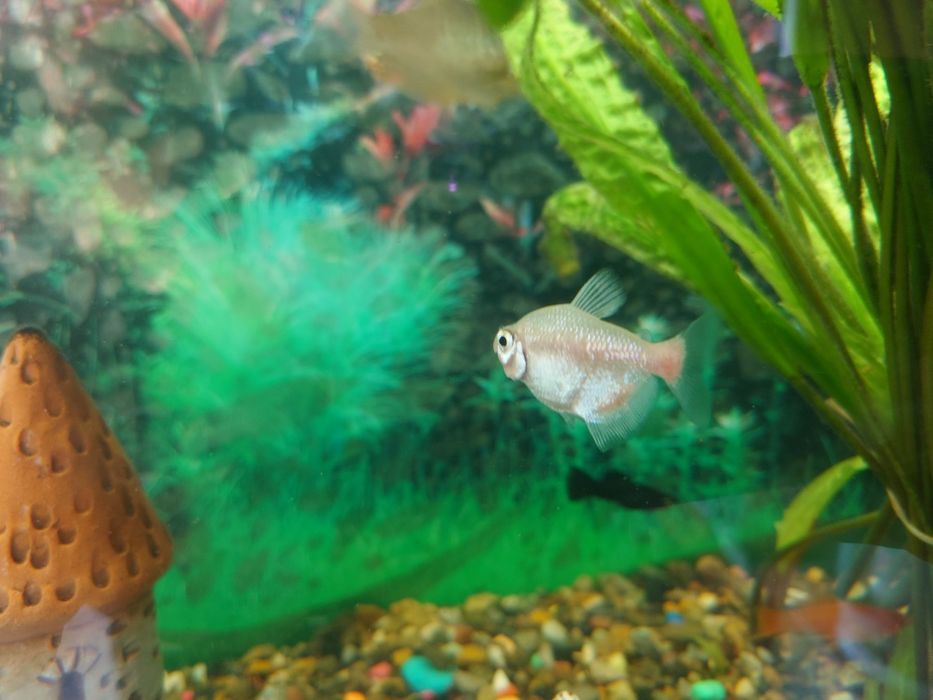 Продам скалярий, сапфировых попугаев