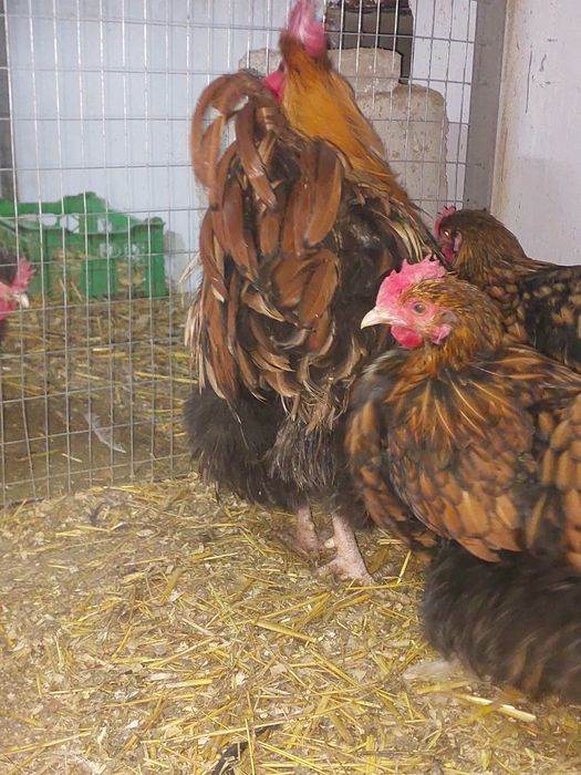 Продам семейку оргпингтона