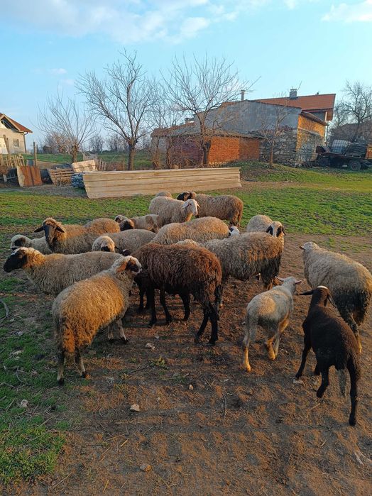 Продавам овце и агнета