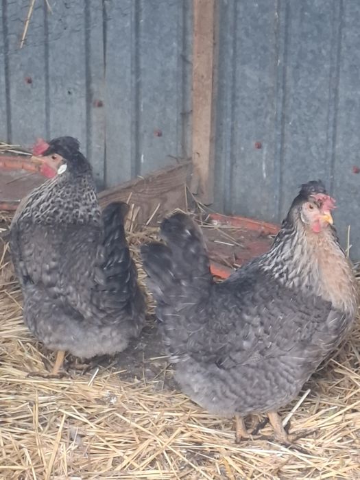 Ouă pentru incubat de la gaini: Marans, Cream Legbar si La Bresse