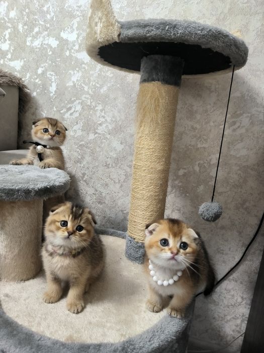 Котята от правильной вязки