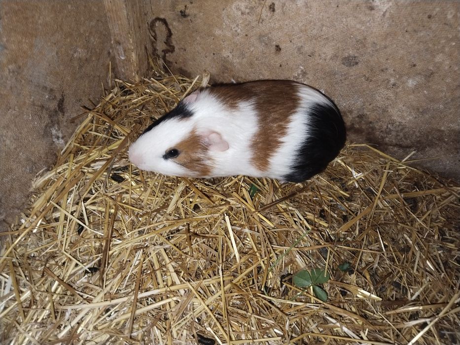 Морские свинки добродушные животные домашние