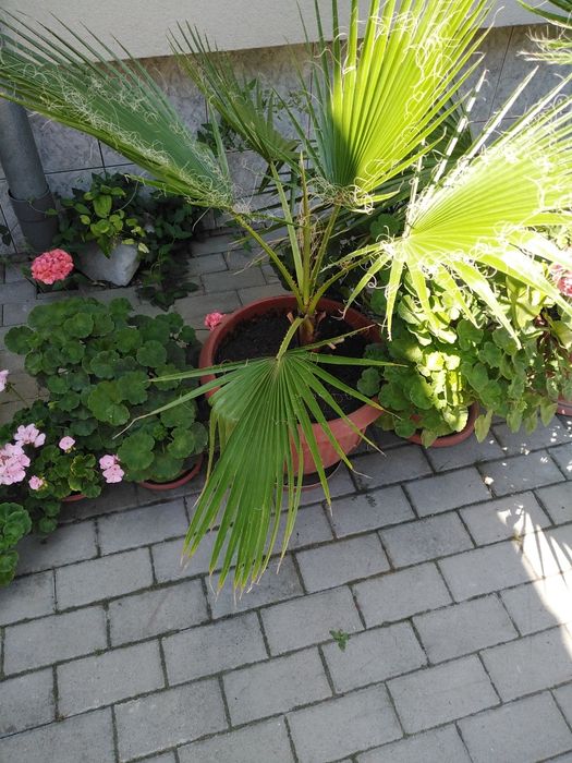 Vand Semințe palmier..