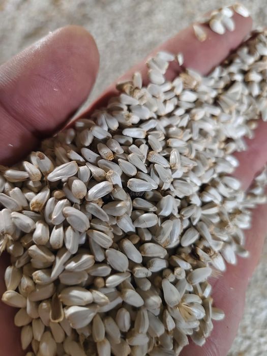 Мақсары ұрық сатылады